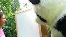 panda strapon fick mit jungen k�nstler